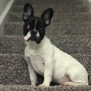 Meet your Posher, Larry